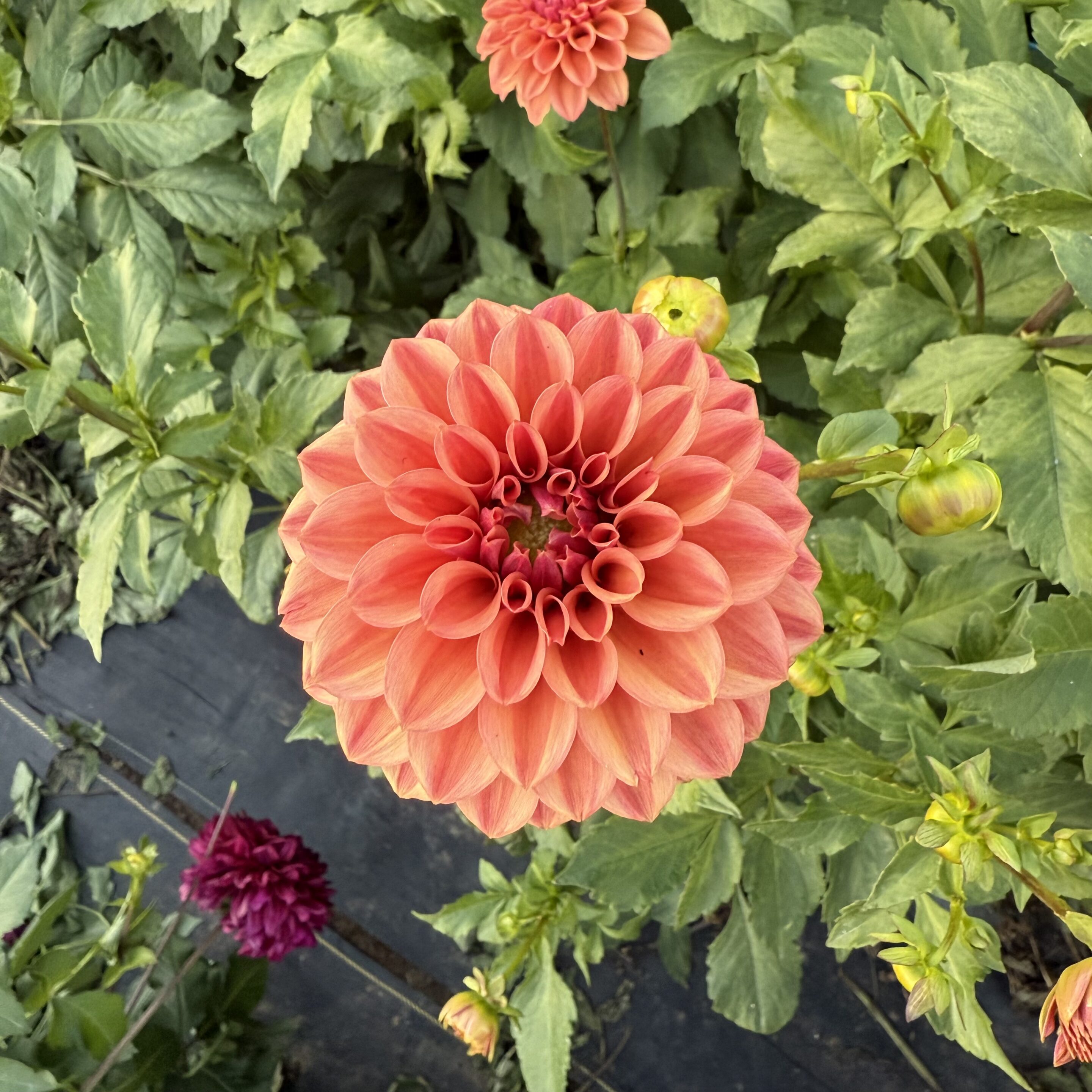 Cornel Bronze Dahlia