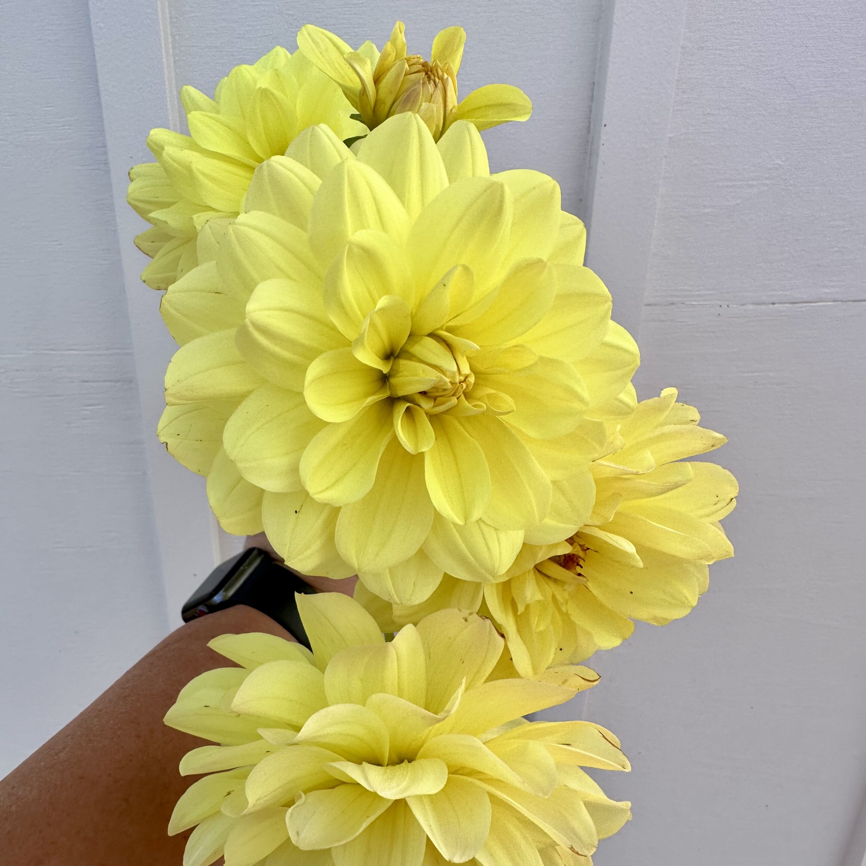 Lemonade Dahlia