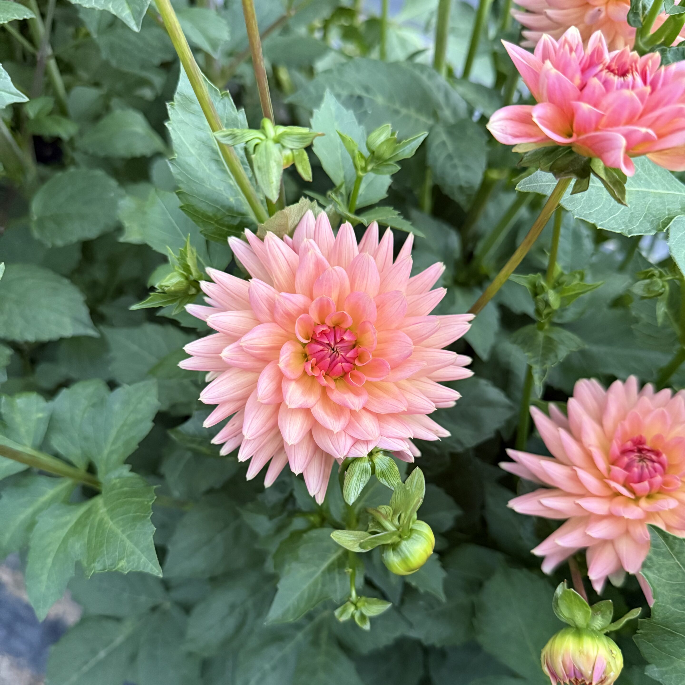 Terracotta Dahlia