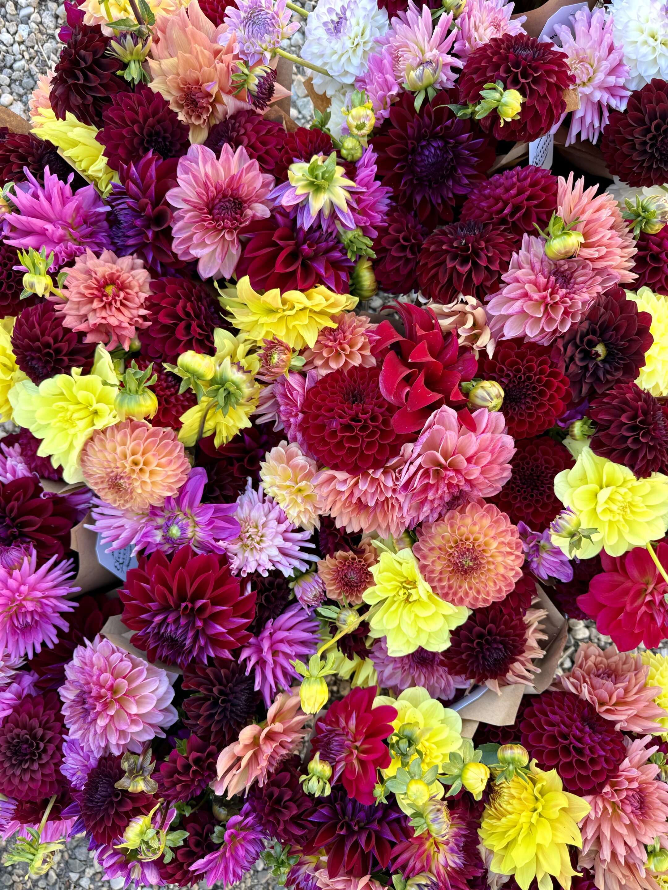 Dahlias