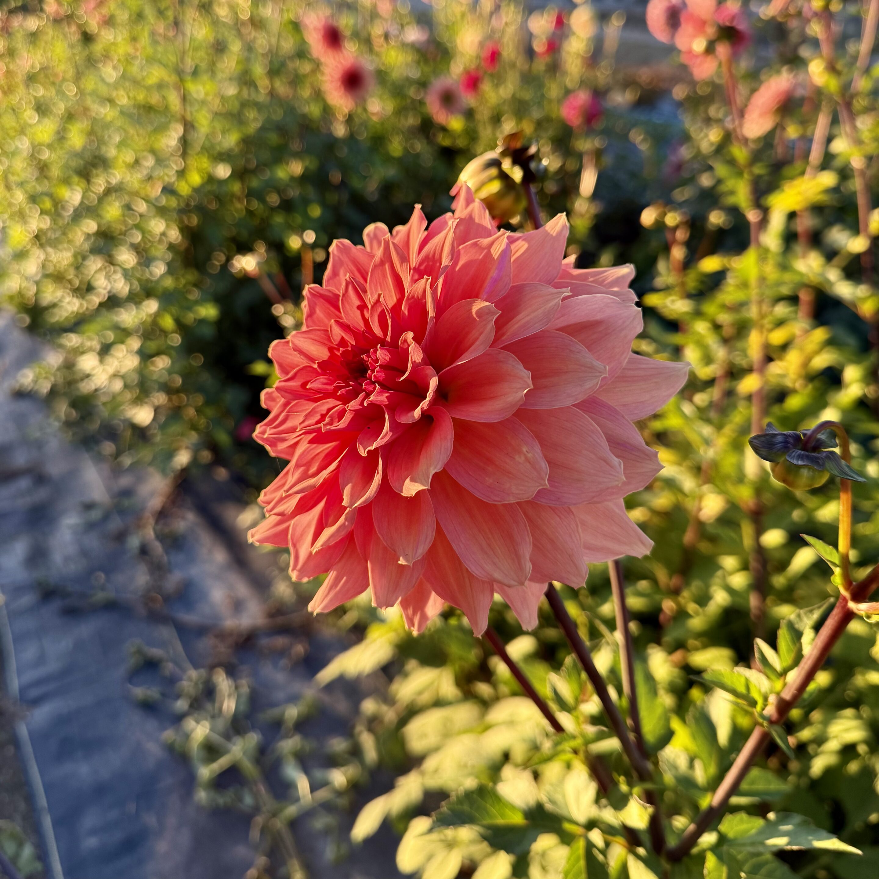 Cheers Dahlia
