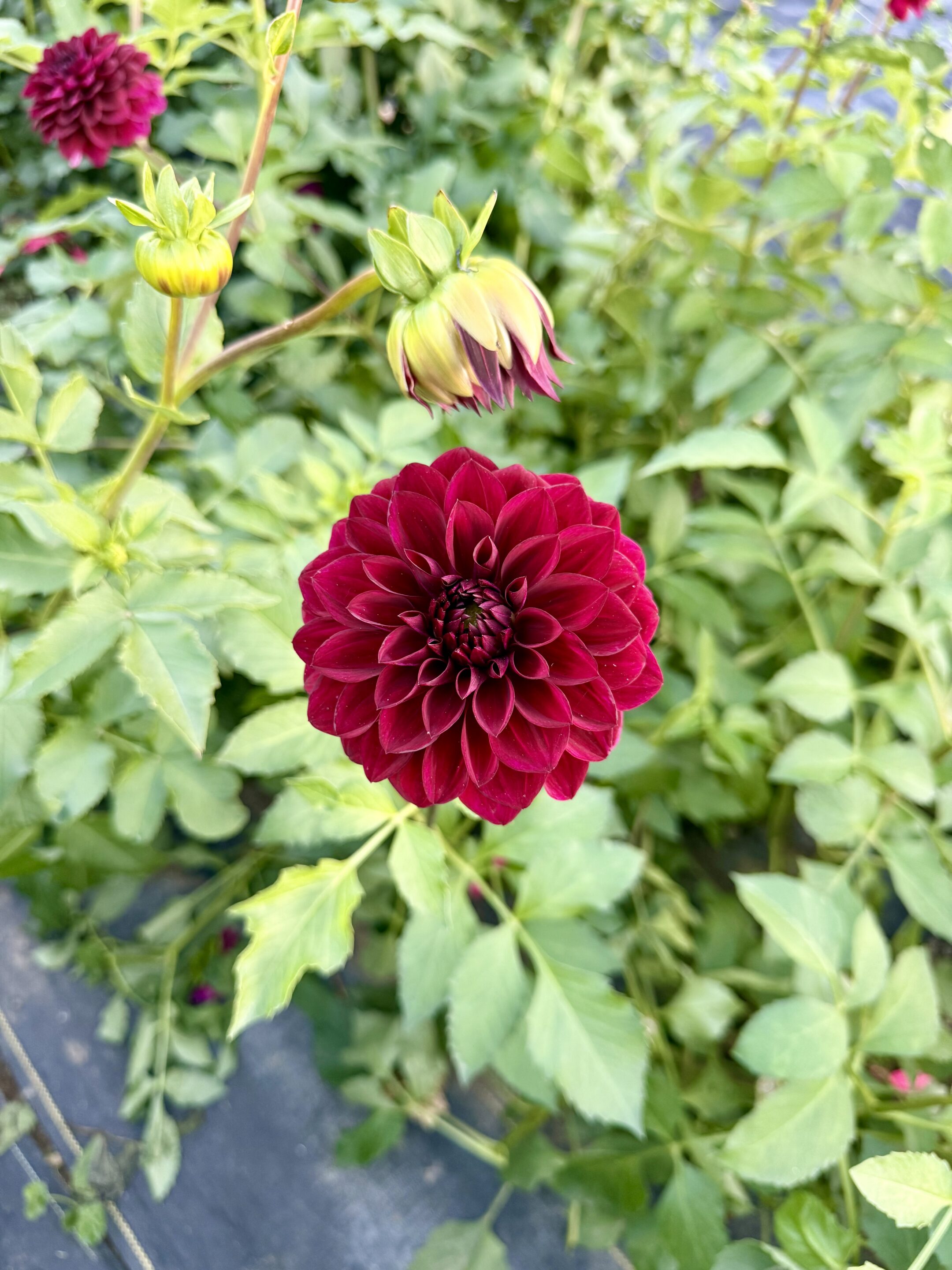 Jessie G Dahlia