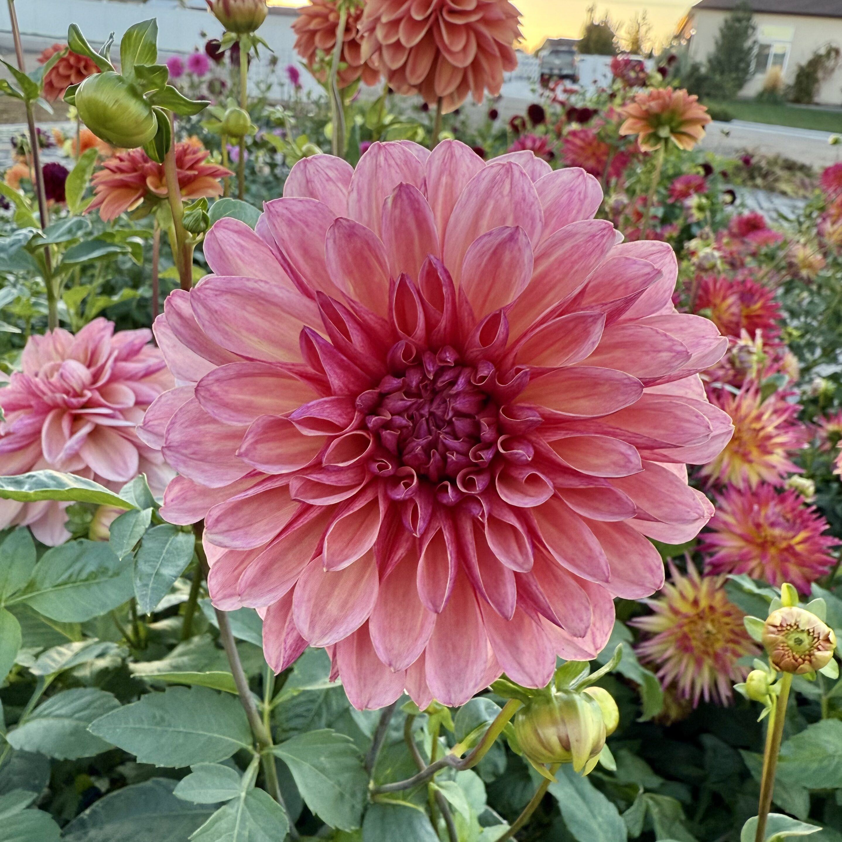 Bacardi Dahlia