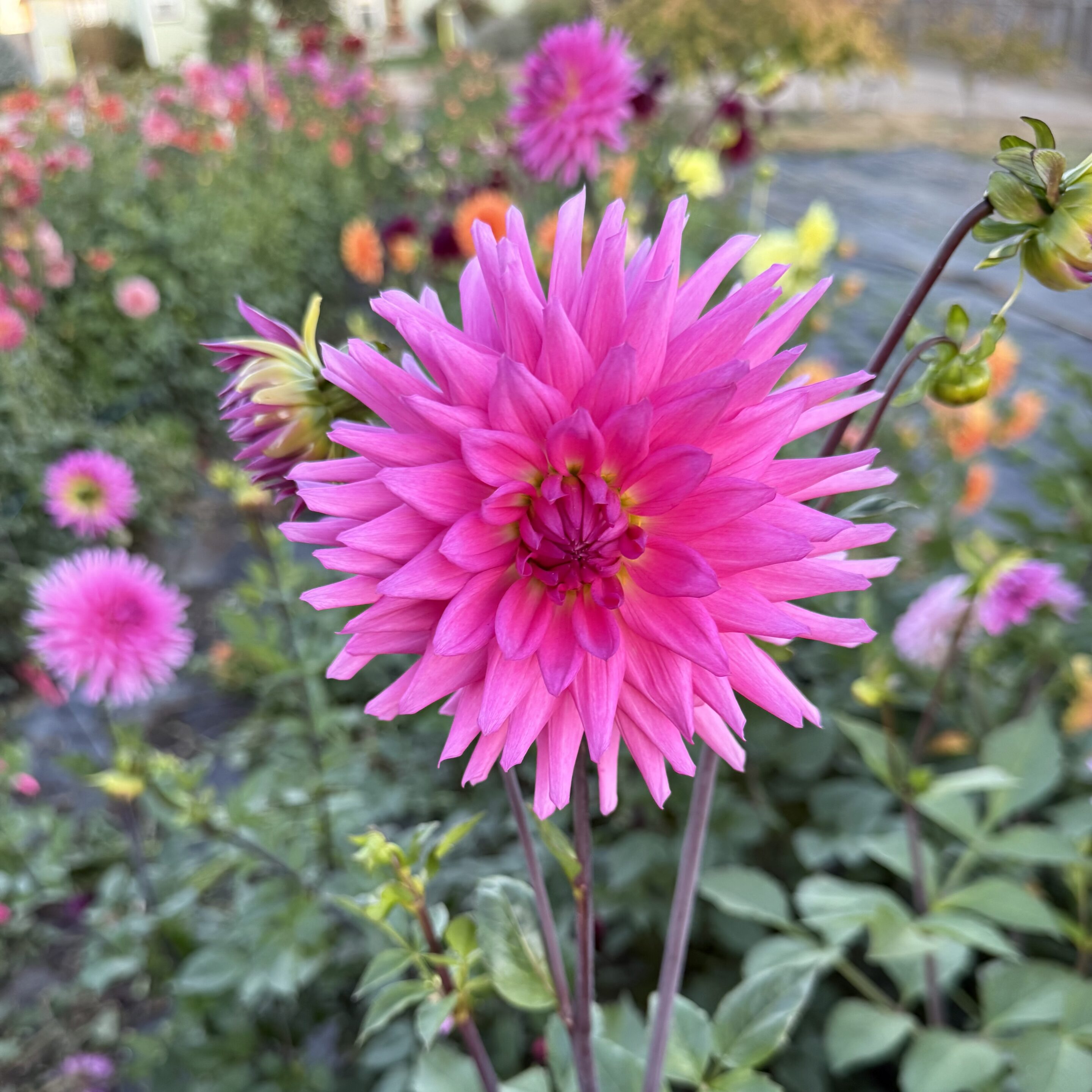 Parkland Rave Dahlia