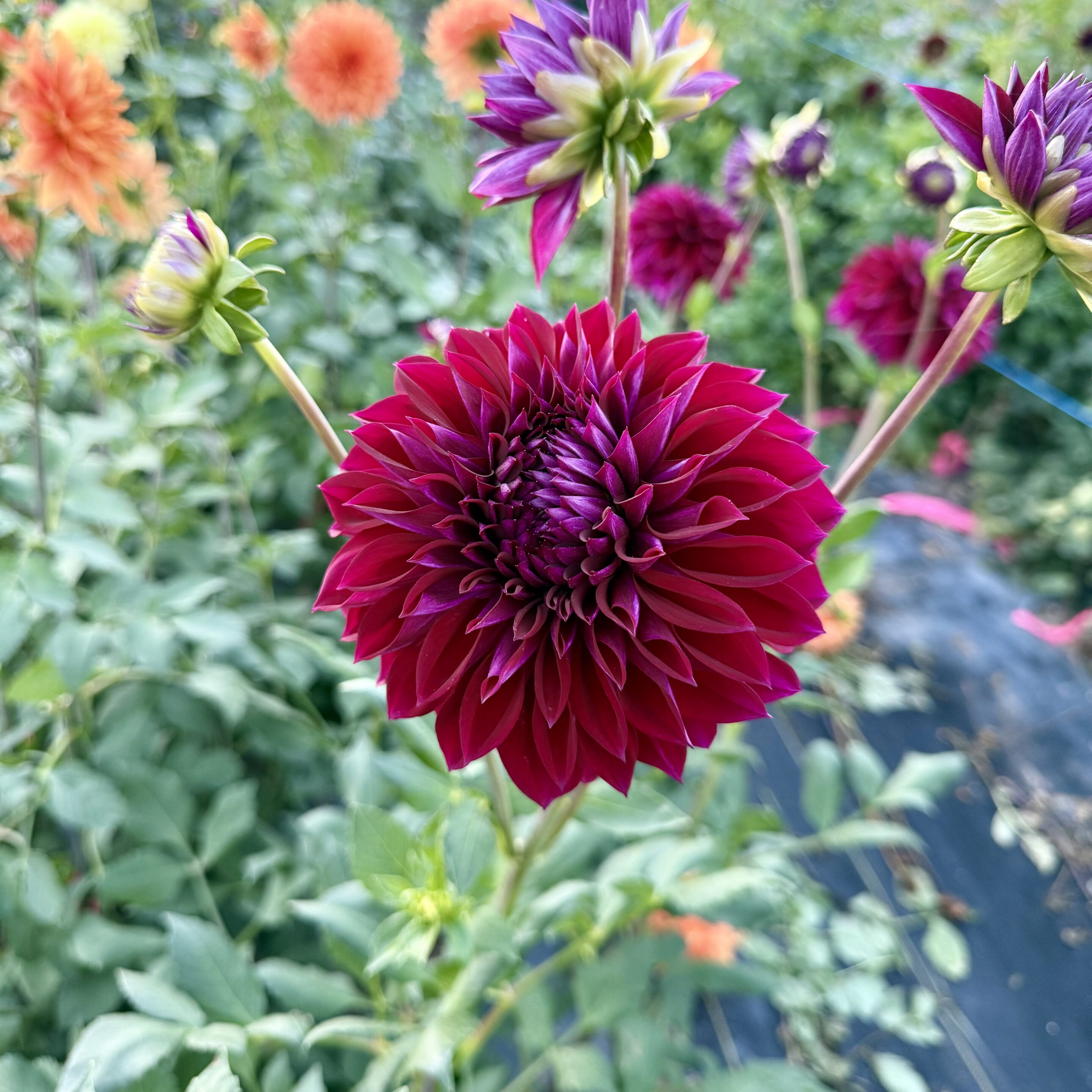 Diva Dahlia