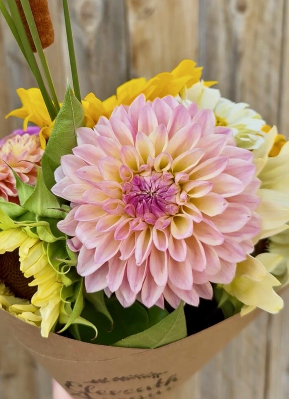 Hillcrest Suffusion Dahlia
